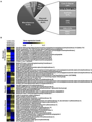 Differential O- and Glycosphingolipid Glycosylation in Human Pancreatic Adenocarcinoma Cells With Opposite Morphology and Metastatic Behavior